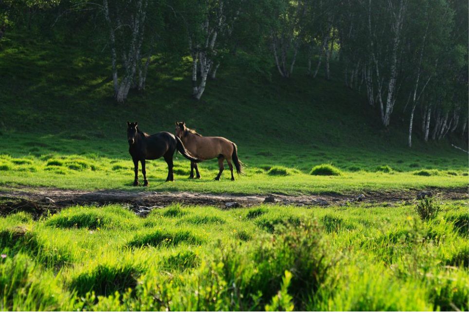 一只泰迪帶你端午節(jié)游木蘭圍場