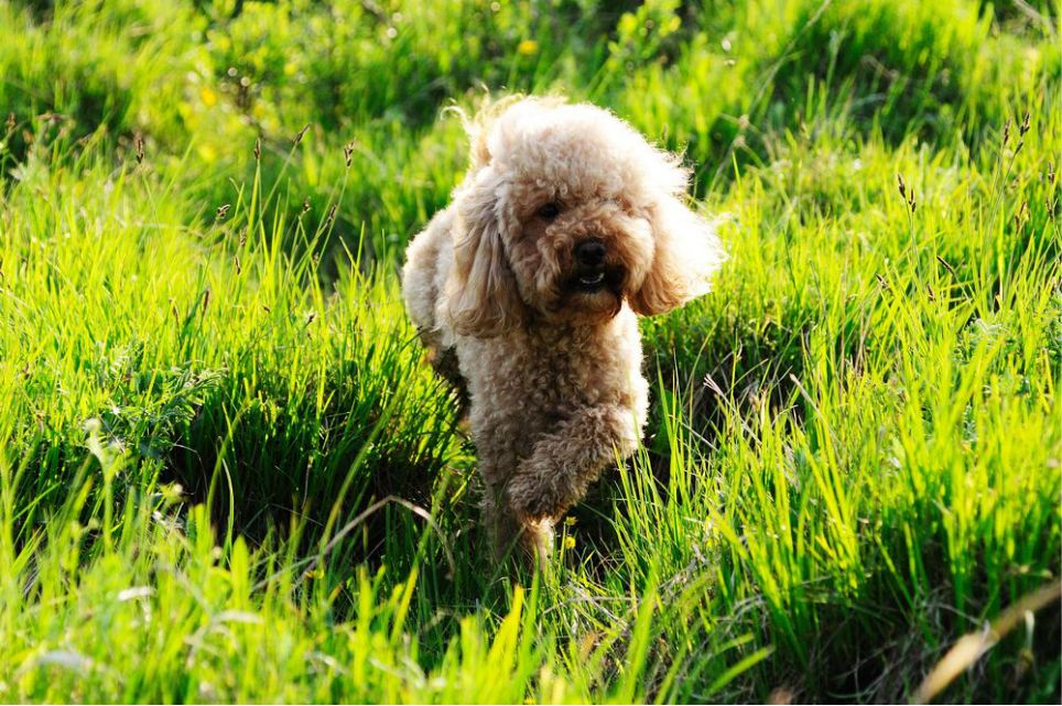 一只泰迪帶你端午節(jié)游木蘭圍場