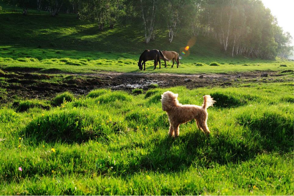 一只泰迪帶你端午節(jié)游木蘭圍場