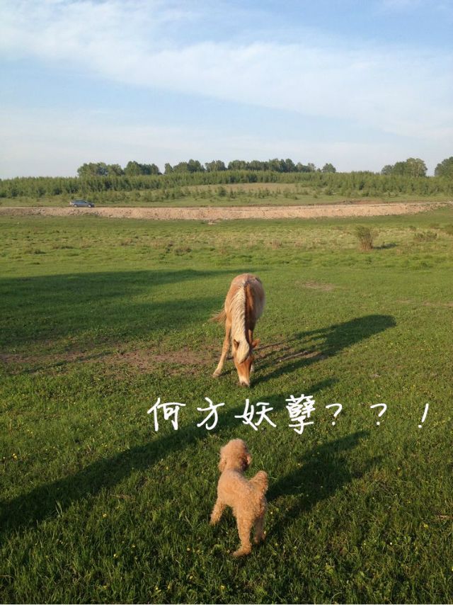 一只泰迪帶你端午節(jié)游木蘭圍場