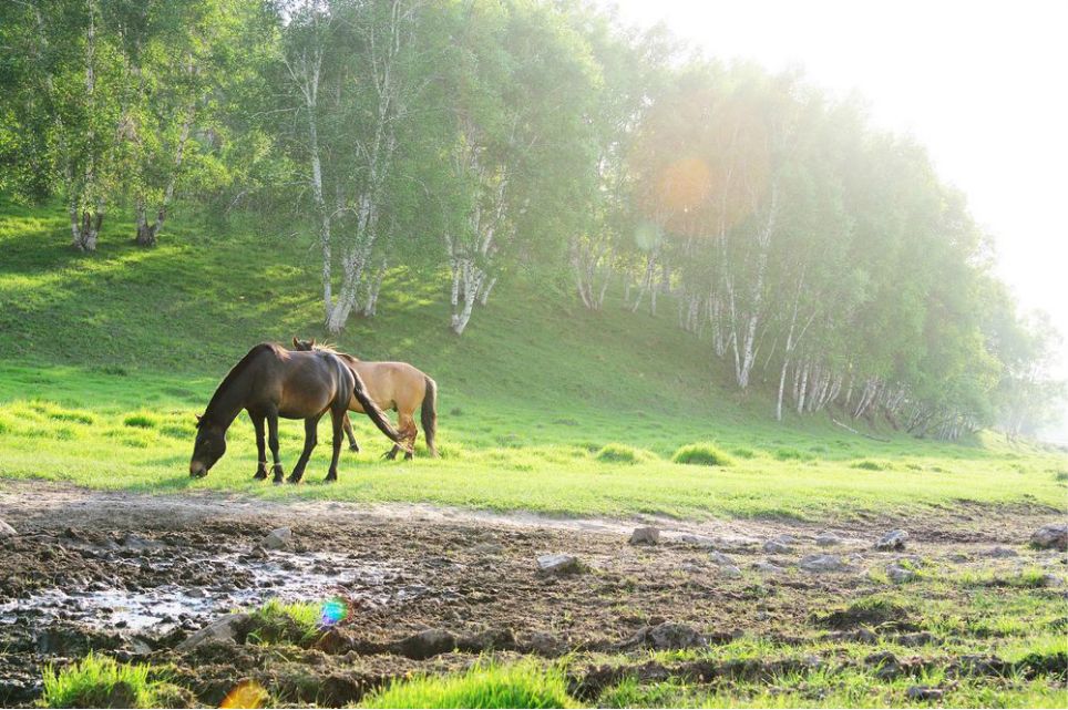 一只泰迪帶你端午節(jié)游木蘭圍場