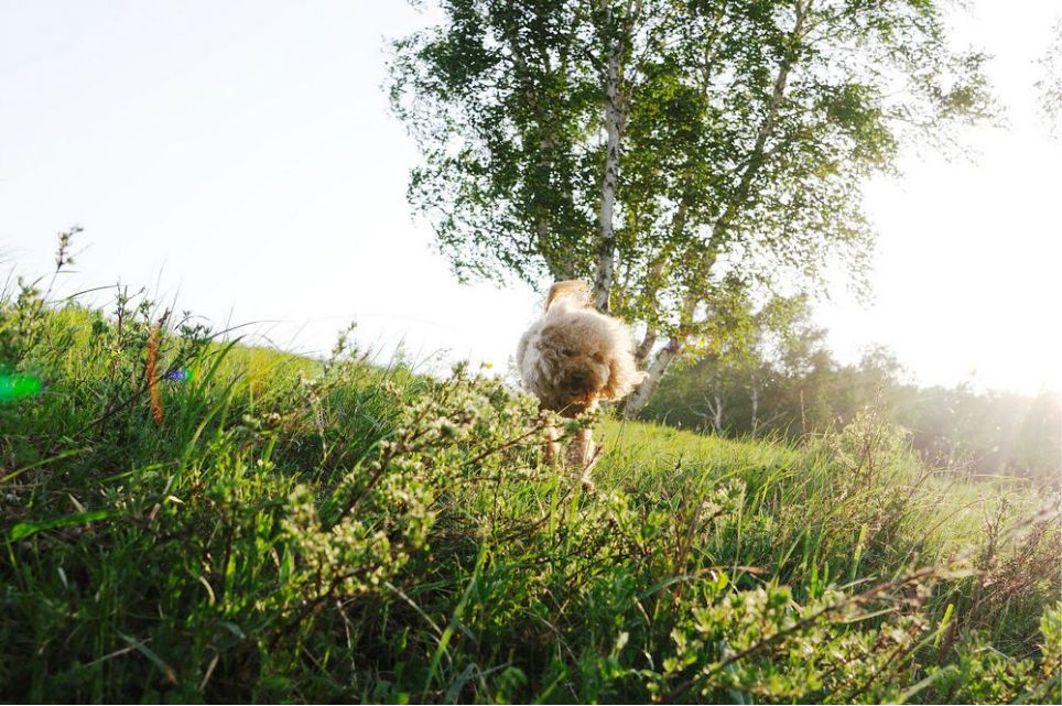一只泰迪帶你端午節(jié)游木蘭圍場