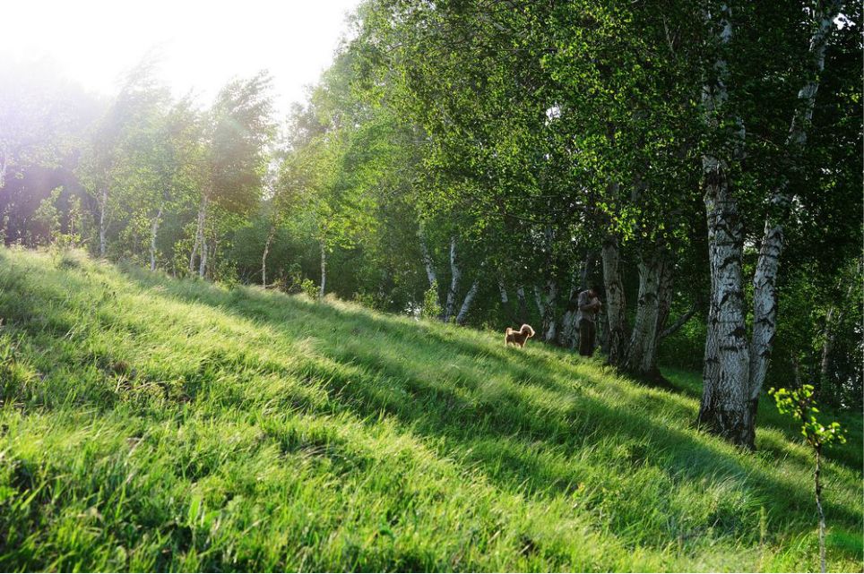 一只泰迪帶你端午節(jié)游木蘭圍場