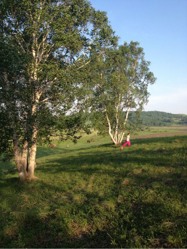 一只泰迪帶你端午節(jié)游木蘭圍場