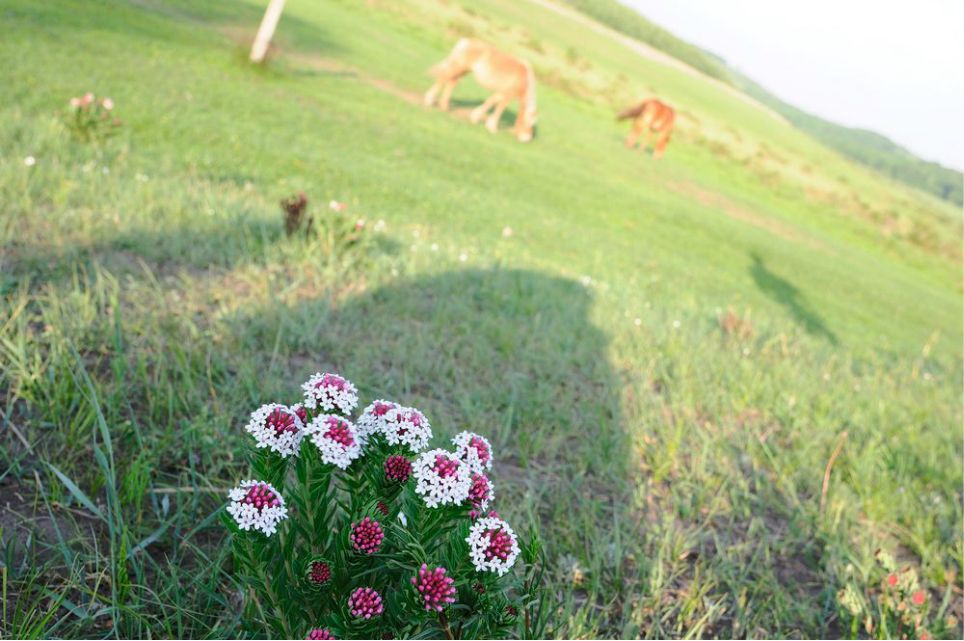 一只泰迪帶你端午節(jié)游木蘭圍場
