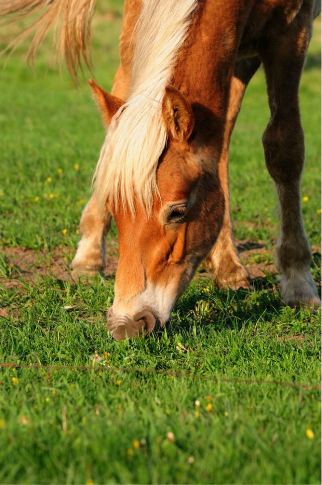 一只泰迪帶你端午節(jié)游木蘭圍場