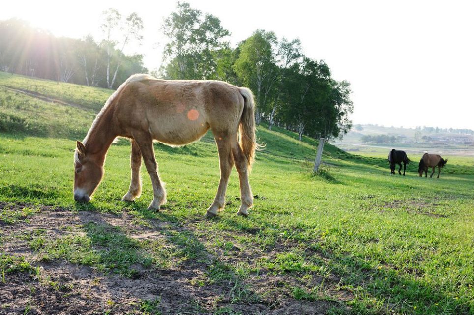 一只泰迪帶你端午節(jié)游木蘭圍場