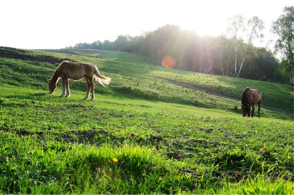 一只泰迪帶你端午節(jié)游木蘭圍場