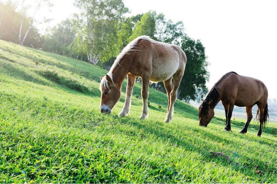 一只泰迪帶你端午節(jié)游木蘭圍場