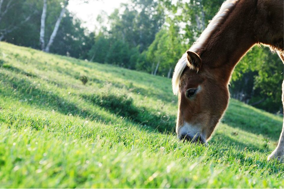 一只泰迪帶你端午節(jié)游木蘭圍場