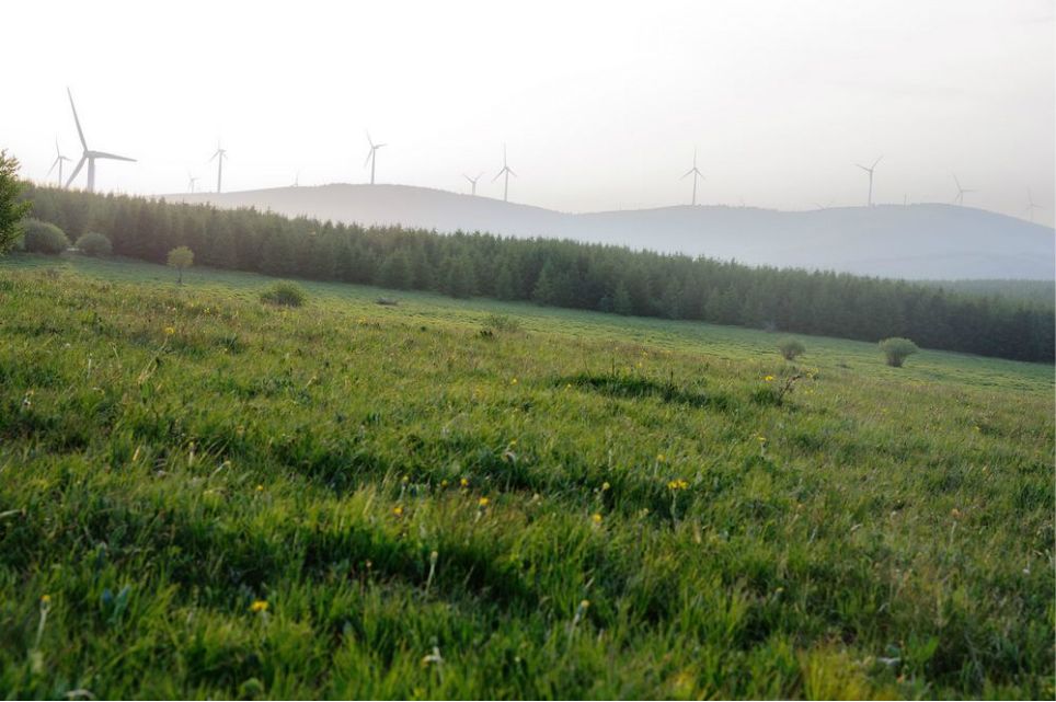 一只泰迪帶你端午節(jié)游木蘭圍場