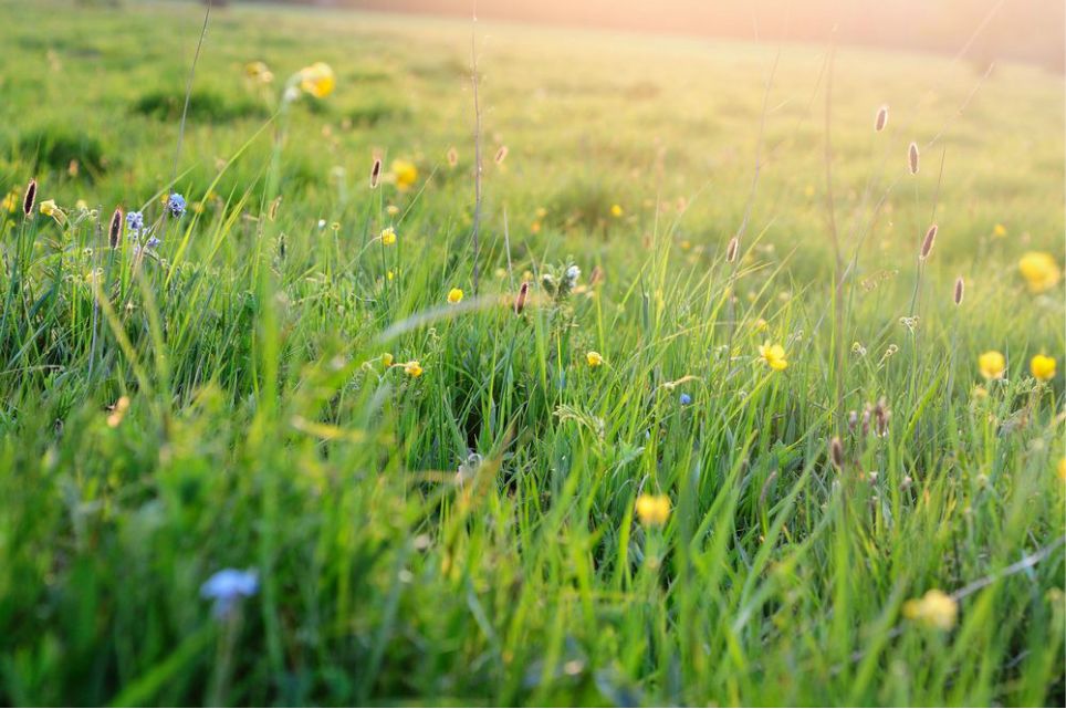 一只泰迪帶你端午節(jié)游木蘭圍場