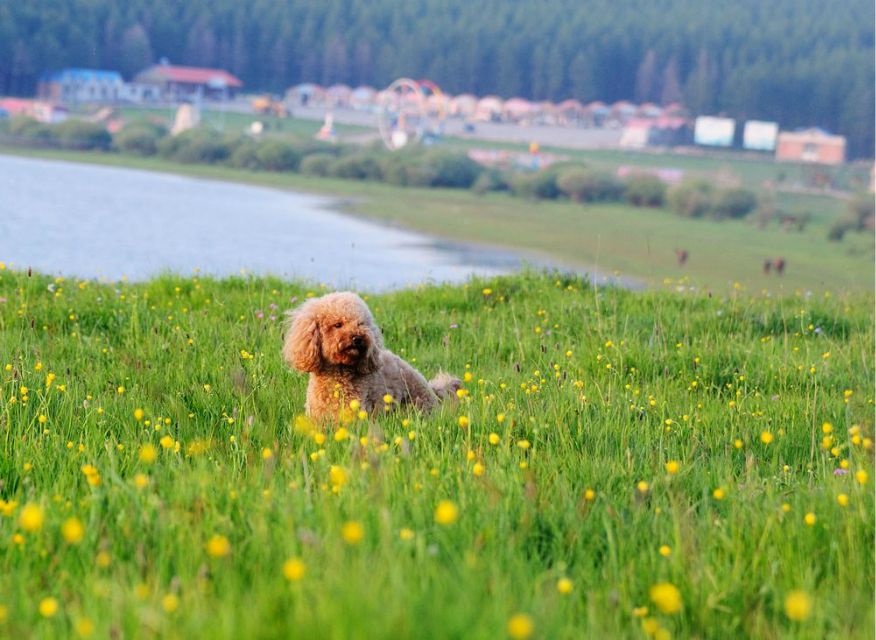 一只泰迪帶你端午節(jié)游木蘭圍場