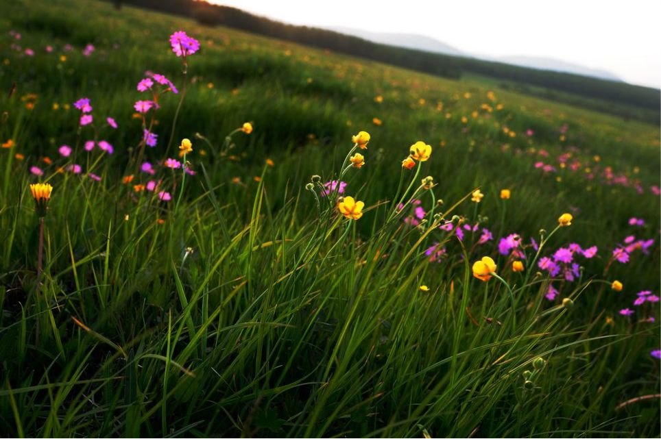 一只泰迪帶你端午節(jié)游木蘭圍場