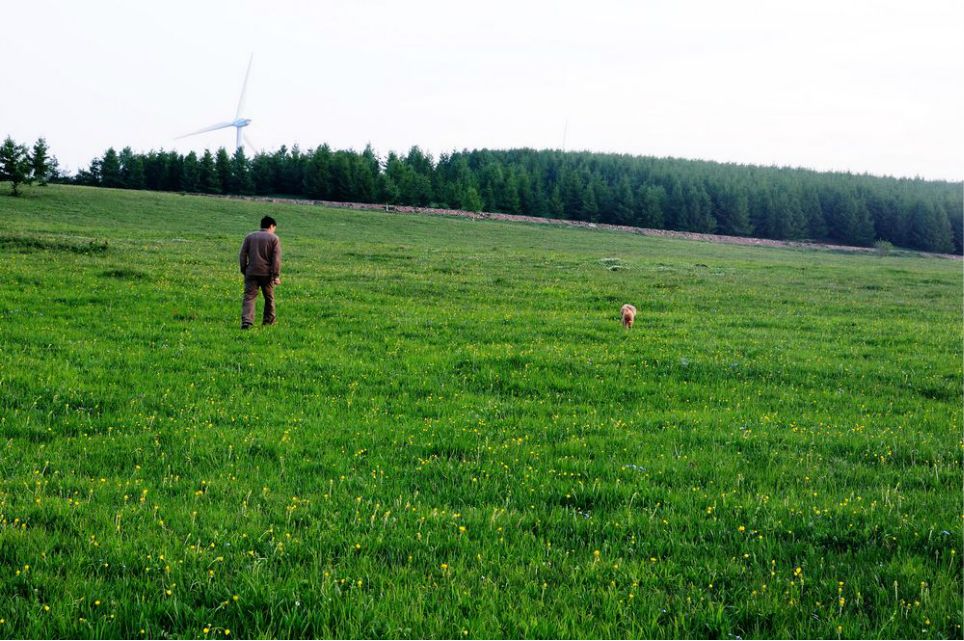 一只泰迪帶你端午節(jié)游木蘭圍場