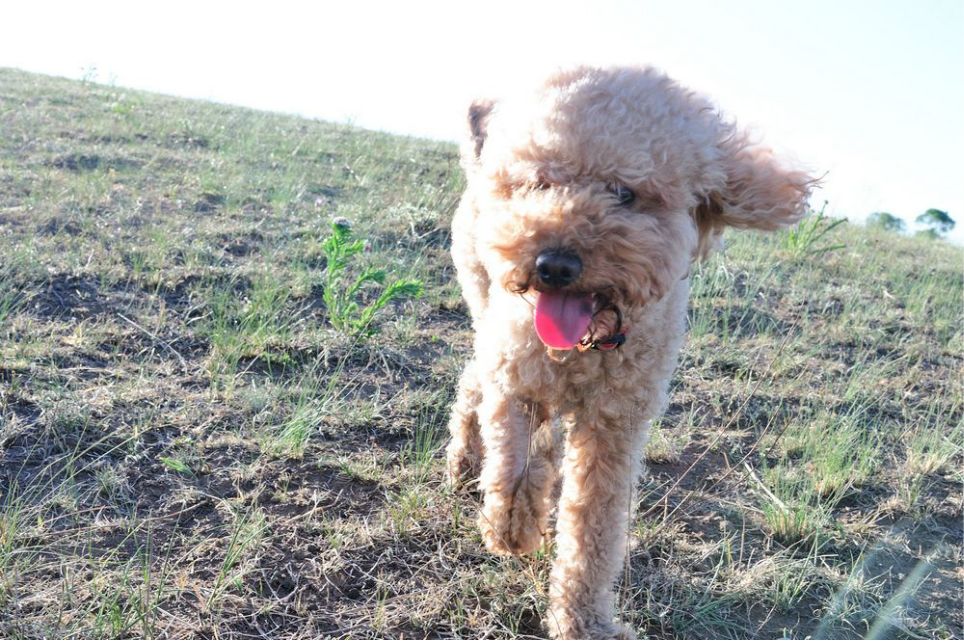 一只泰迪帶你端午節(jié)游木蘭圍場