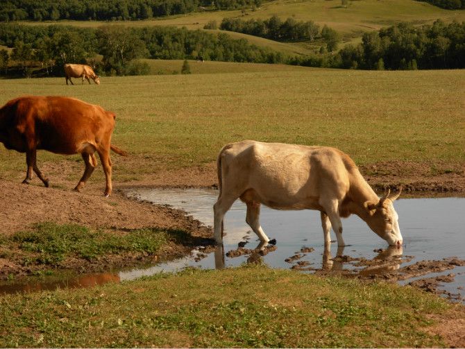 （豐寧壩上）去草原，吹吹風~