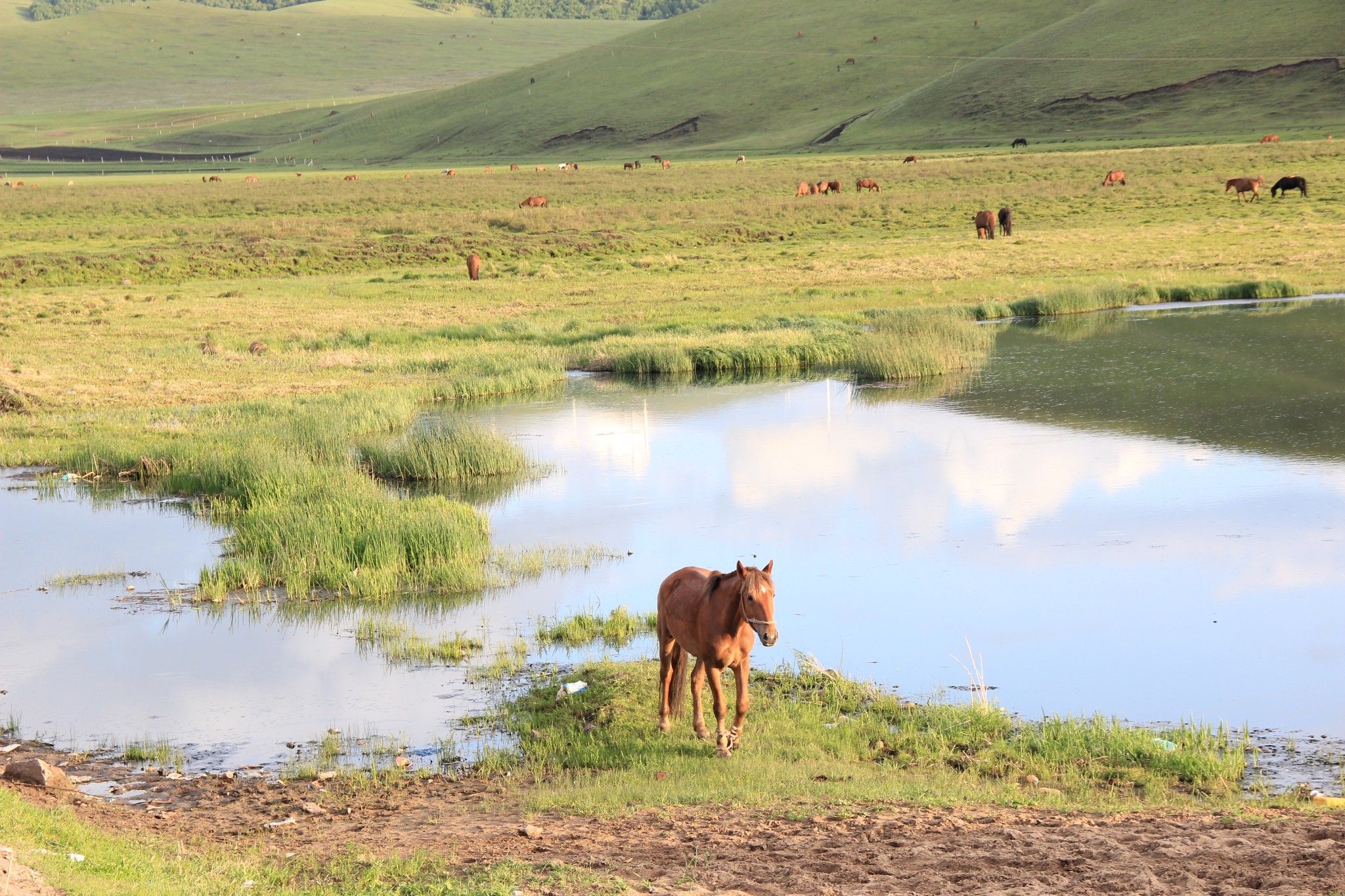 （豐寧壩上）去草原，吹吹風~