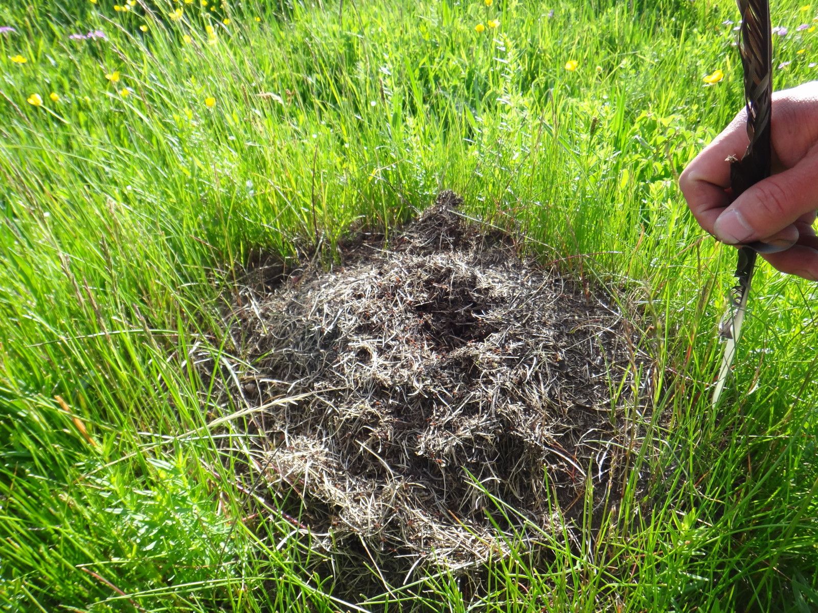 我去 這里睡大覺 （木蘭圍場）