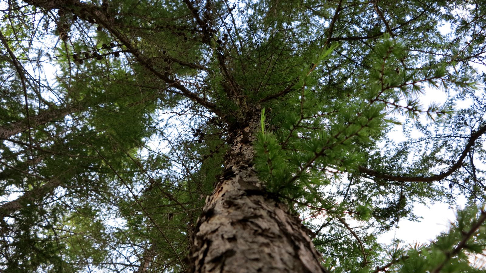 我去 這里睡大覺 （木蘭圍場）