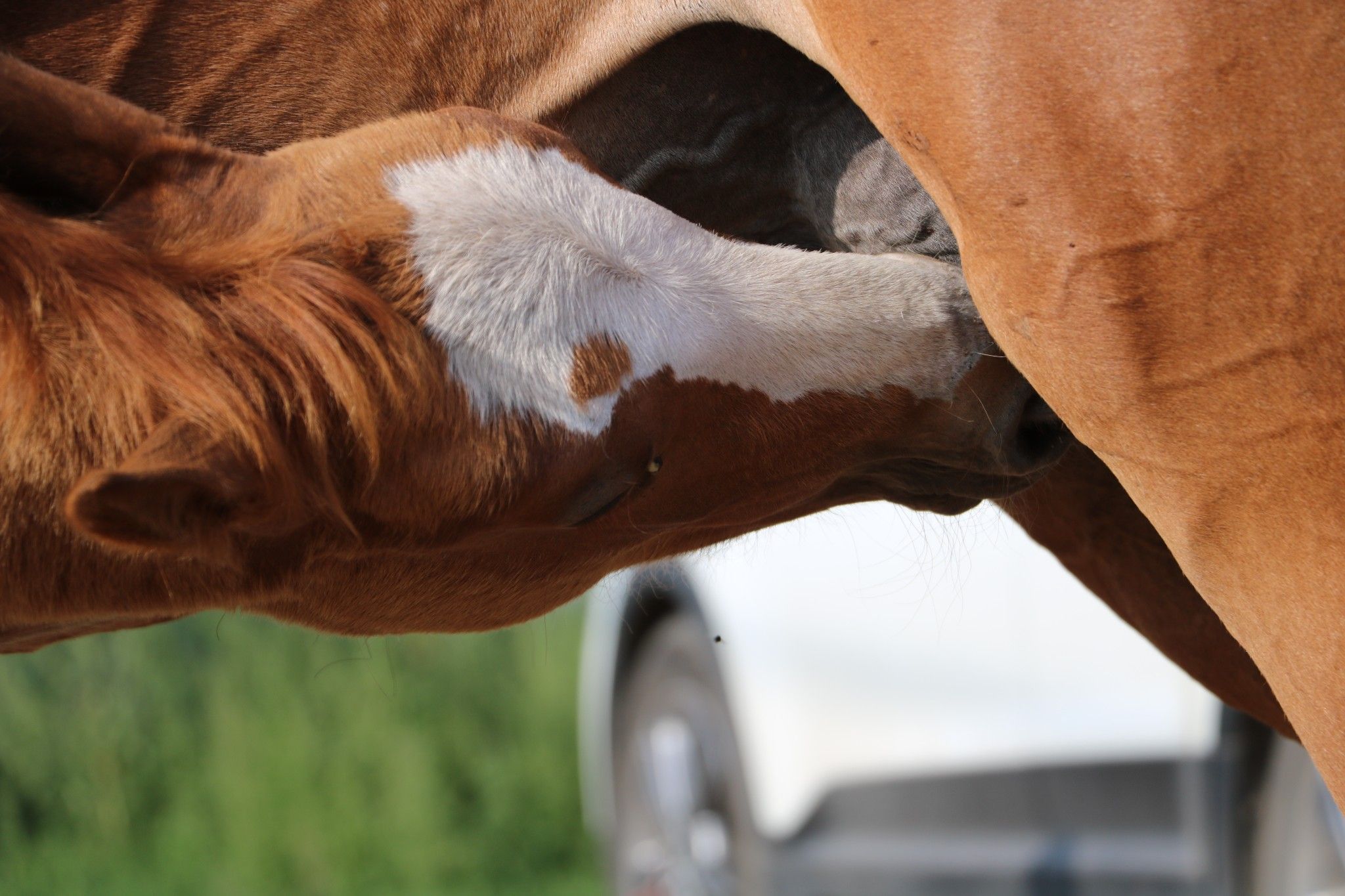 草原天路+木蘭圍場(chǎng) 2016年8月4-7日