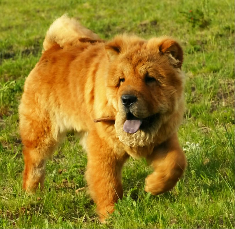 端午放風---豐寧壩上