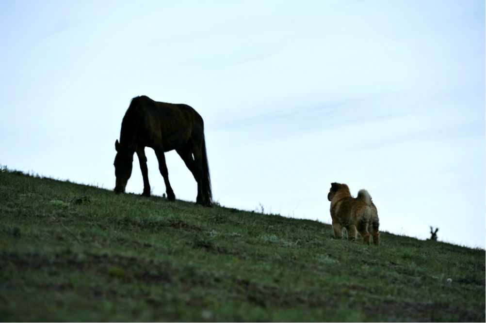 端午放風---豐寧壩上
