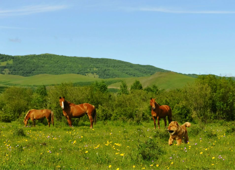 端午放風---豐寧壩上