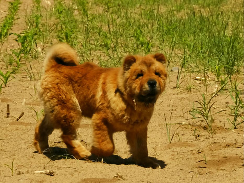 端午放風---豐寧壩上