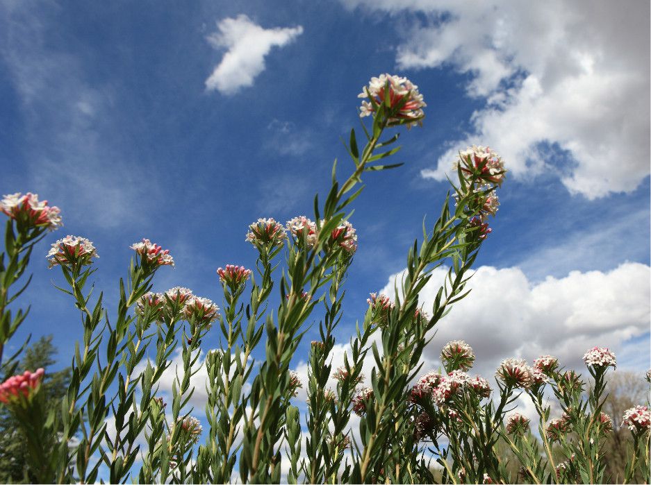 端午放風---豐寧壩上