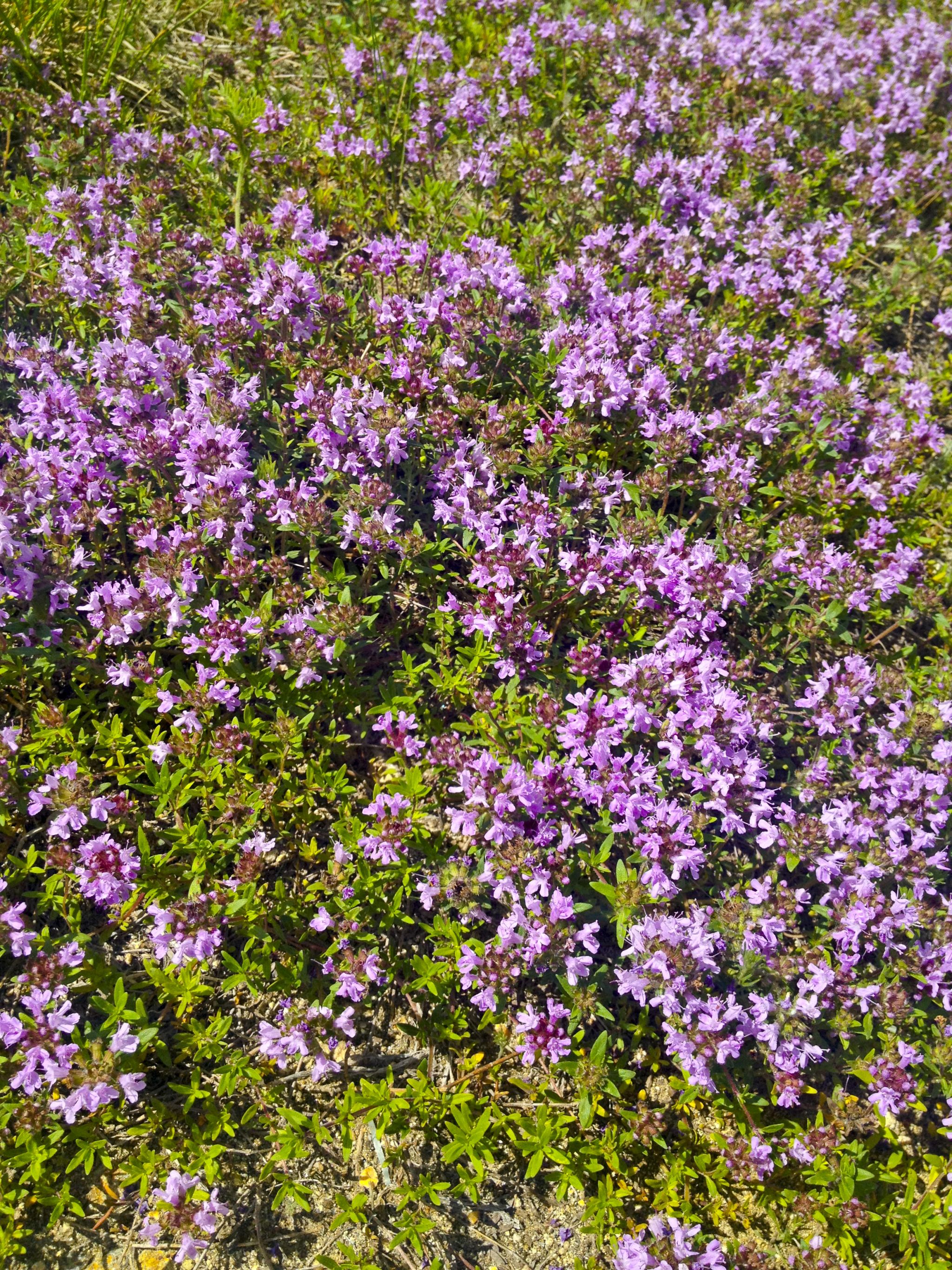 再一次行走在草沿天路上