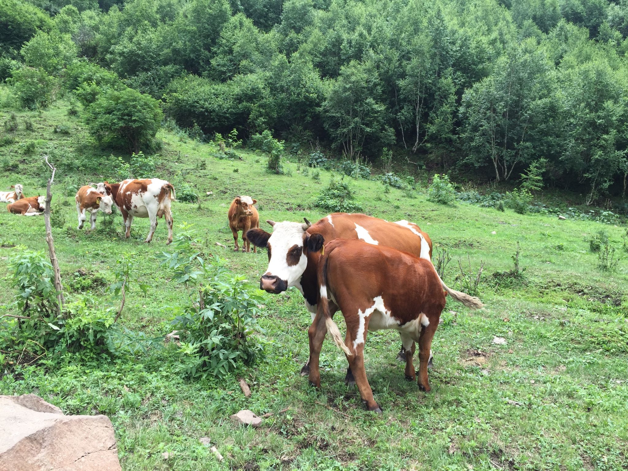 老掌東溝，美到詞窮