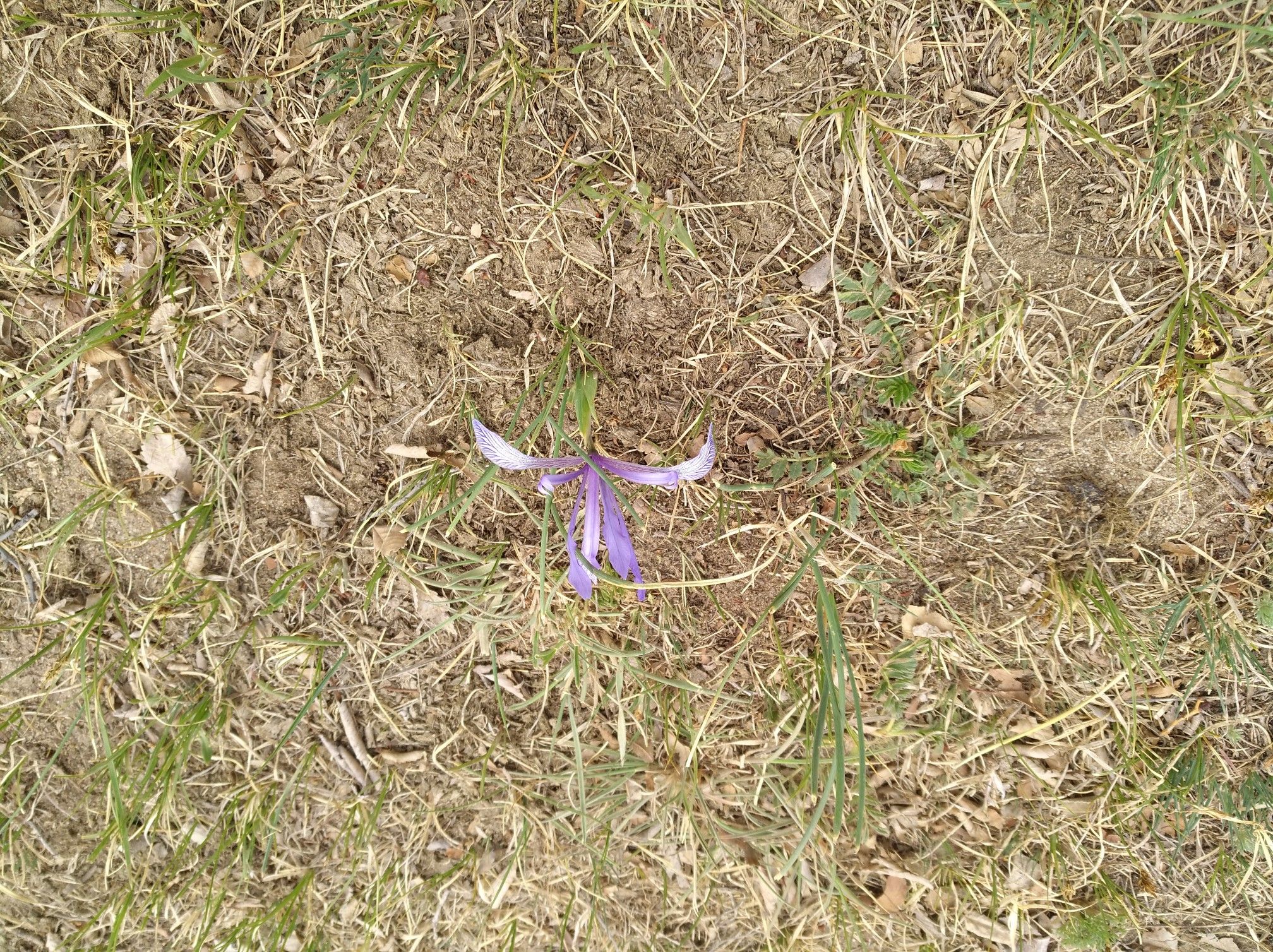 2017木蘭圍場美景不斷更新，手機拍攝。