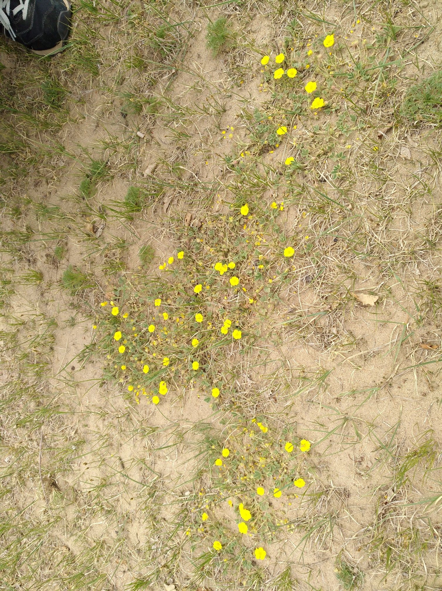 2017木蘭圍場美景不斷更新，手機拍攝。