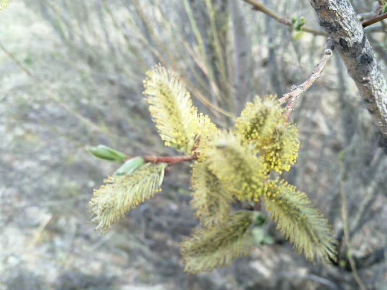 2017木蘭圍場美景不斷更新，手機拍攝。