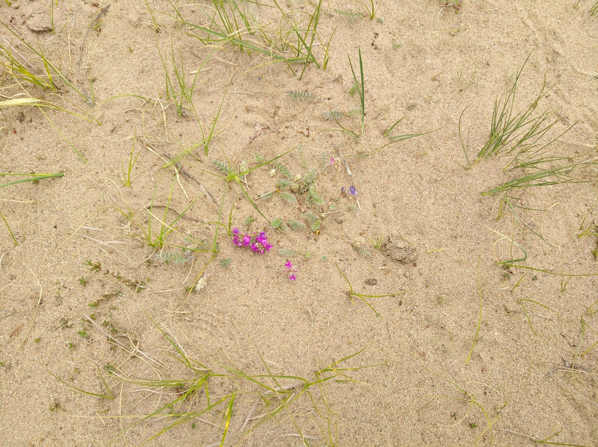 2017木蘭圍場美景不斷更新，手機拍攝。