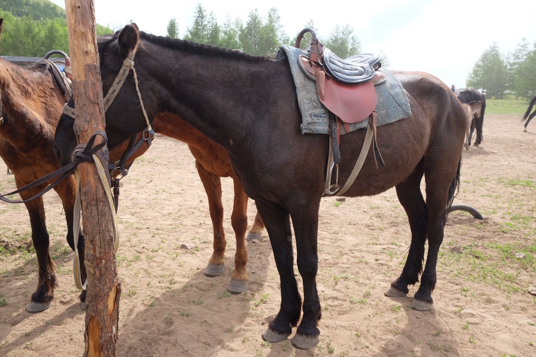 端午節(jié)的壩上草原