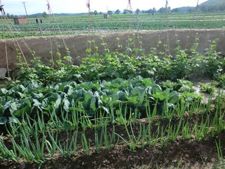 豐寧壩上草原,豐寧京北草原