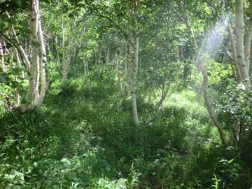 豐寧壩上草原,豐寧京北草原