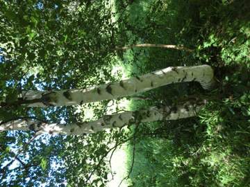 豐寧壩上草原,豐寧京北草原
