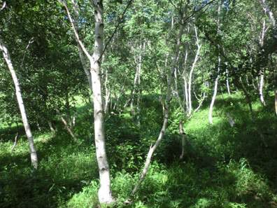 豐寧壩上草原,豐寧京北草原