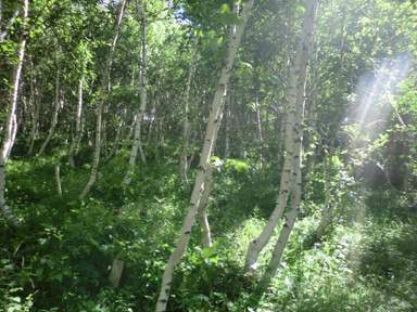 豐寧壩上草原,豐寧京北草原