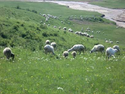 豐寧壩上草原,豐寧京北草原