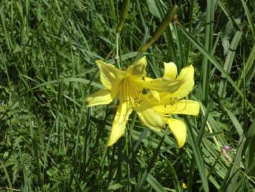 豐寧壩上草原,豐寧京北草原