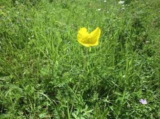 豐寧壩上草原,豐寧京北草原