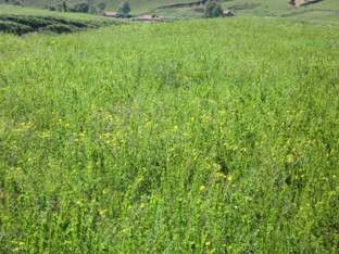 豐寧壩上草原,豐寧京北草原