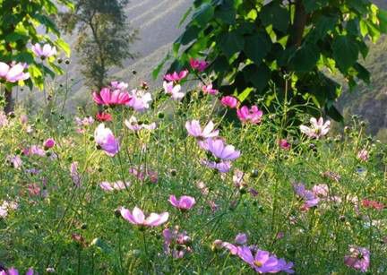 豐寧壩上草原,豐寧京北草原