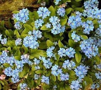 豐寧壩上草原,豐寧京北草原