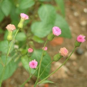 豐寧壩上草原,豐寧京北草原