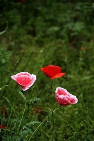 豐寧壩上草原,豐寧京北草原
